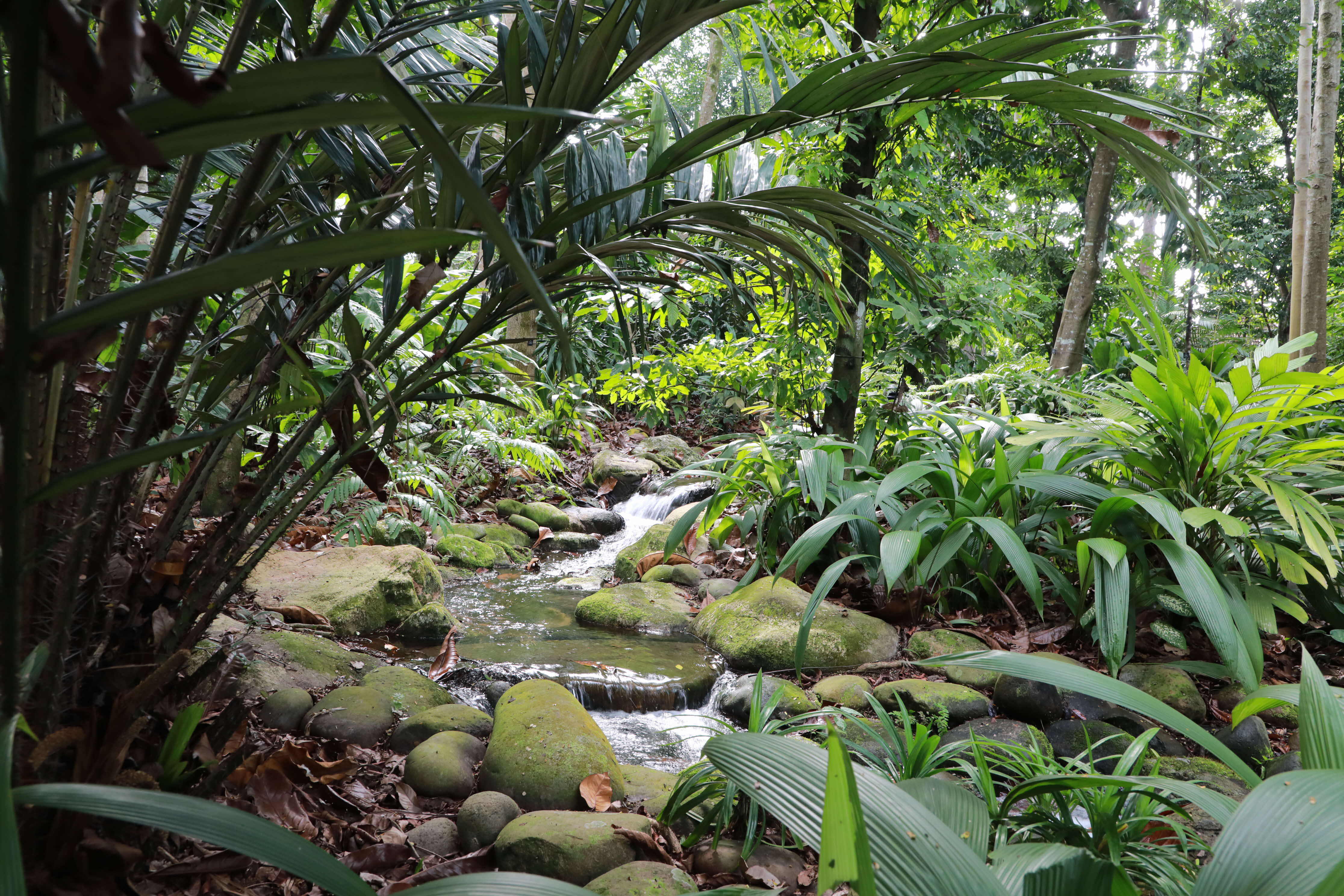 This is the pond near Tanglin Entrance, which will lead you to Saraca Stream.